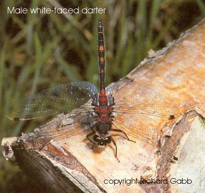 Male white-faced darter